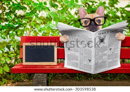 french bulldog dog reading a newspaper or magazine sitting on a bench at the park, relaxing , empty blank blackboard beside
