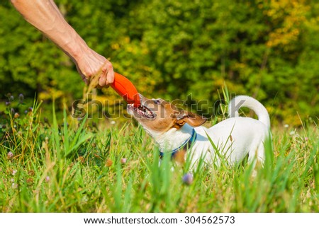 jack russell  dog  catching a flying disc and fighting with owner for the toy, outdoors at the  park