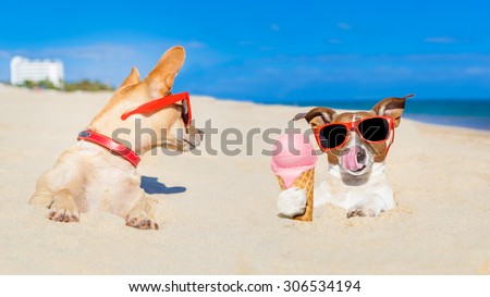 couple of two dogs , one  licking ice cream with tongue buried in sand  at the ocean beach in summer vacation holidays,other dog jealous about it