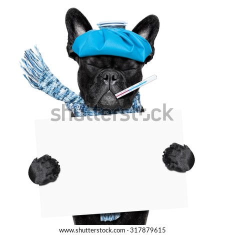 french bulldog dog  with  headache and hangover with ice bag or ice pack on head, eyes closed suffering , holding a blank banner or placard, isolated on white background