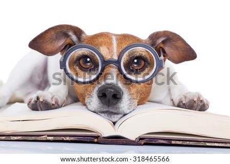 jack russell dog reading a book with nerd glasses, looking smart and intelligent, isolated on white background