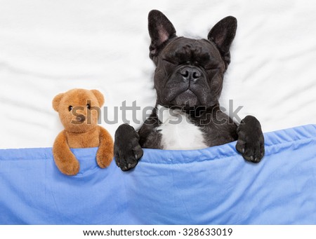 can dogs get headaches bulldog with headache and hangover sleeping in bed with teddy can dogs get headaches bulldog with headache and hangover sleeping in bed with teddy