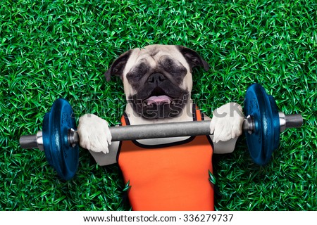 pug dog  exercising sport with Dumbbell bar in the park  lying on grass, trying very hard