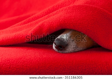 jack russell dog  sleeping under the blanket in bed the  bedroom, ill ,sick or tired,  red sheet covering its face