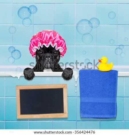 french bulldog dog in a bathtub not so amused about that , with yellow plastic duck and towel,wearing a bathing cap, banner or blackboard added