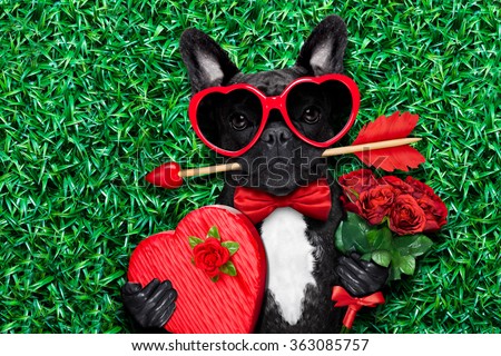 valentines french bulldog dog in love holding a cupids arrow with mouth ,wearing sunglasses,lying on meadow grass in park , with gift box and roses