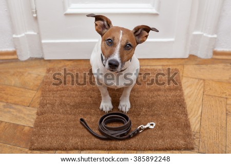 jack russell dog  waiting a the door at home with leather leash, ready to go for a walk with his owner