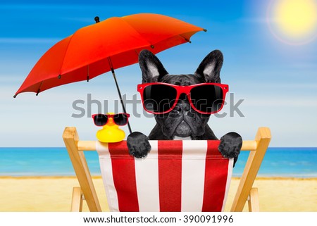 french bulldog dog   on a  beach chair or hammock at the beach relaxing  on summer vacation holidays, ocean shore as background , with red umbrella