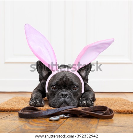 french bulldog dog waiting for go for a walk with owner , with easter bunny ears on head. leather leash on the floor