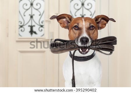 jack russell dog  waiting a the door at home with leather leash in mouth , ready to go for a walk with his owner