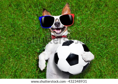 football championship jack russell dog with soccer football ball and french flag lying on grass in park