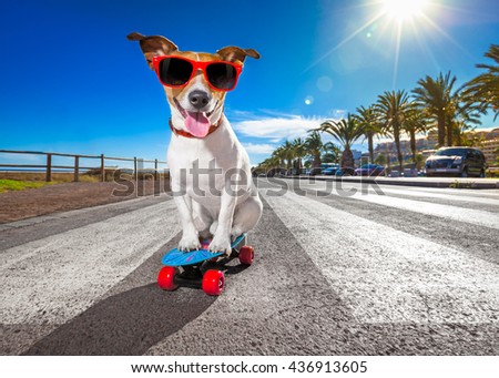 jack russell terrier dog  riding very fast with speed a skateboard as skater , with sunglasses in summer vacation close to the beach