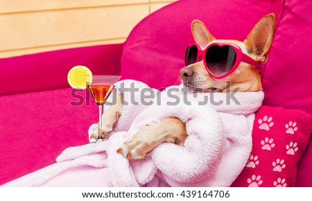 chihuahua dog relaxing  and lying, in   spa wellness center ,wearing a  bathrobe and funny sunglasses , martini cocktail included