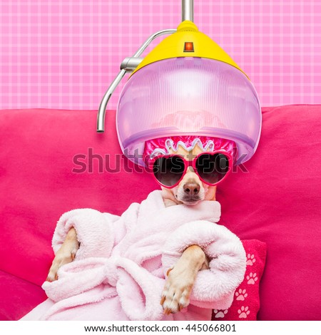 chihuahua dog relaxing in   spa wellness center ,wearing a  bathrobe and funny sunglasses under drying hood