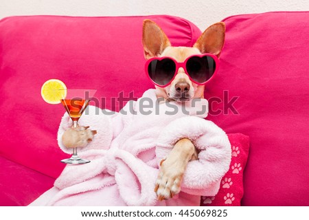 chihuahua dog relaxing at spa wellness center wearing a  bathrobe and funny sunglasses, drinking a martini cocktail