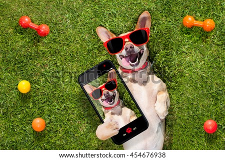 happy chihuahua terrier dog  in park or meadow waiting and looking up to owner to play and have fun together, taking a selfie