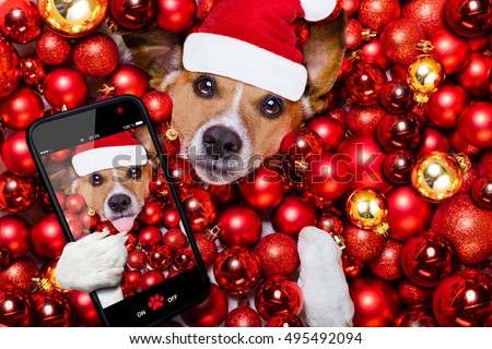 jack russell terrier  dog with santa claus hat for christmas holidays resting on a xmas balls background taking a selfie with smartphone or camera