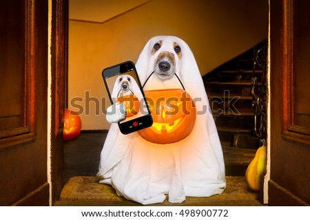 dog sit as a ghost for halloween in front of the door  at home entrance with pumpkin lantern or  light , scary and spooky taking a selfie with smartphone