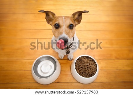 hungry  jack russell  dog behind food bowl and licking with tongue, isolated wood background at home and kitchen