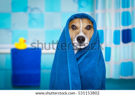 jack russell dog in a bathtub not so amused about that , with blue  towel, having a spa or wellness treatment, in the bath or bathroom