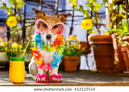 Jack russell dog relaxing on balcony with sunglasses in summer or spring  vacation holidays   with a cocktail drink