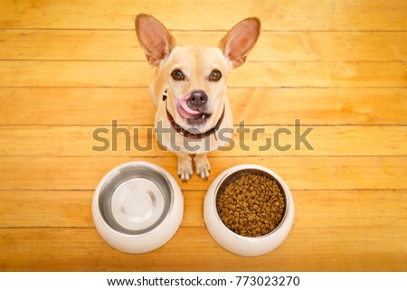 hungry  chihuahua podenco dog behind food bowl and water bowl, isolated wood background at home and kitchen