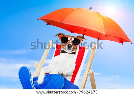 dog sunbathing on a deck chair dog sunbathing on a deck chair