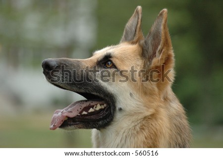 Profile of a German Shepard with his mouth open