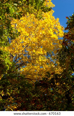 Golden Colors of Autumn against a blue sky
