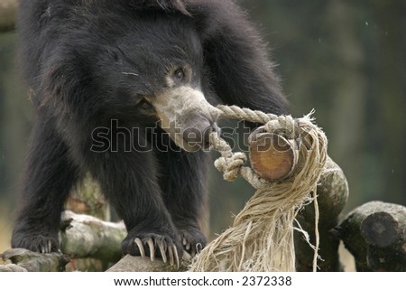 bear pulling rope