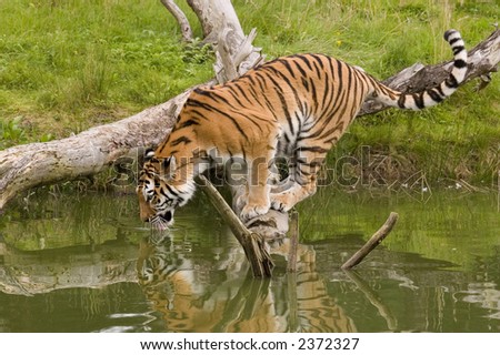 Tiger Drinking