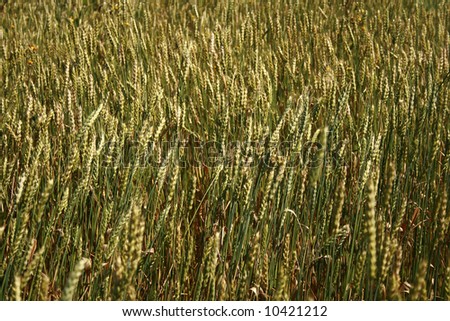Wheaten spikes. Please see some similar pictures from my portfolio: