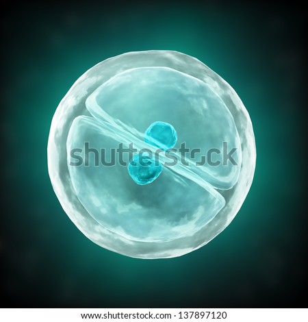 A cell division process scientific illustration A cell division process scientific illustration