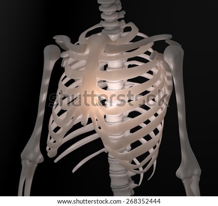 Human skeleton - chest anatomy illustration