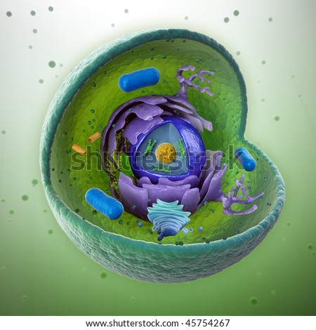 Animal Cell Model 3d. stock photo : Animal cell