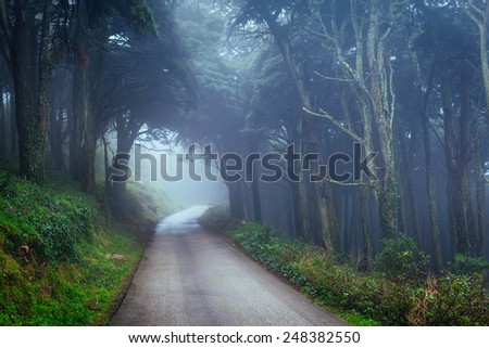 Mystical landscape/Foggy Forest/Sintra