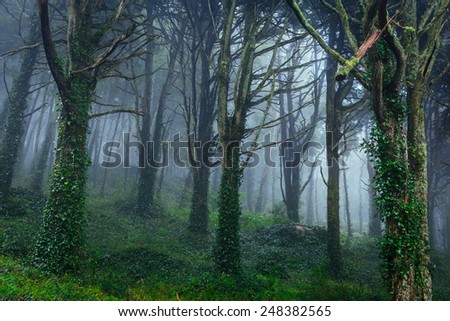 Mystical landscape/Foggy Forest/Sintra