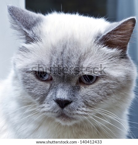 Sad cat portrait/Sad cat