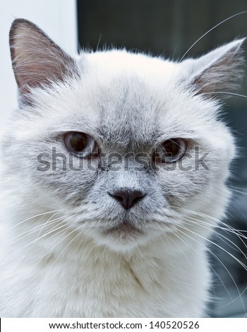 Close up of a serious cat face/Serious cat face