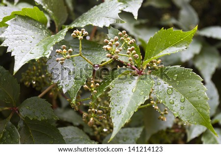 A branch of wild grapes with fruit and buds after summer rain/Wild grape background 2