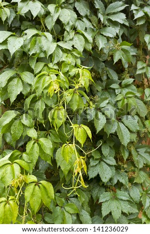 Wild grapes plant with buds after summer rain.Plant background/Wild grapes plant background