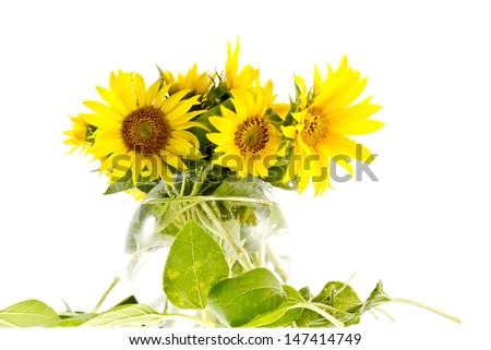 Bouqet of young yellow sunflowers in a vase with water isolated on white.