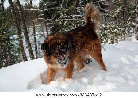 Dog with snowflakes on his muzzle play in the winter forest