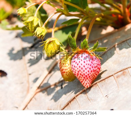The Straw berry