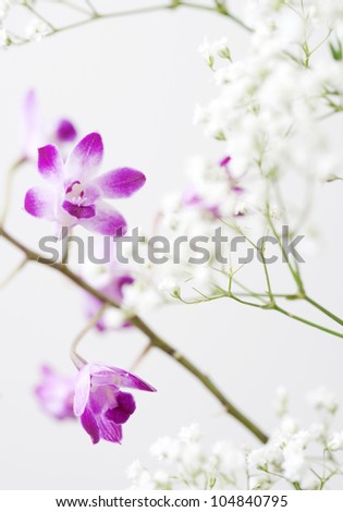 Detail view of small purple orchids and white flowers detail on a white background.