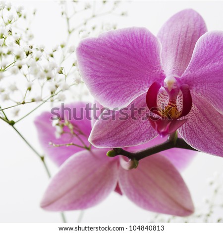 Close up detail of pink orchids with white flowers detail on a plain background.