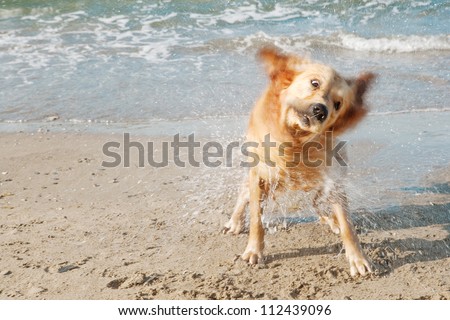 Close up view of a golden labrador shaking sea water off his body on the beach shore.