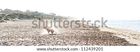 Golden retriever shaking off water on a wide sand beach after swimming in the sea during sunrise.