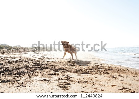 Golden retriever shaking off water on a golden sand beach after swimming in the sea during sunrise.