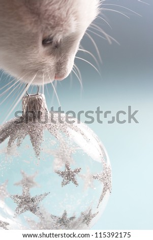 Close up view of a white cat holding a Christmas tree bar-ball ornament in it\'s mouth against a blue background.